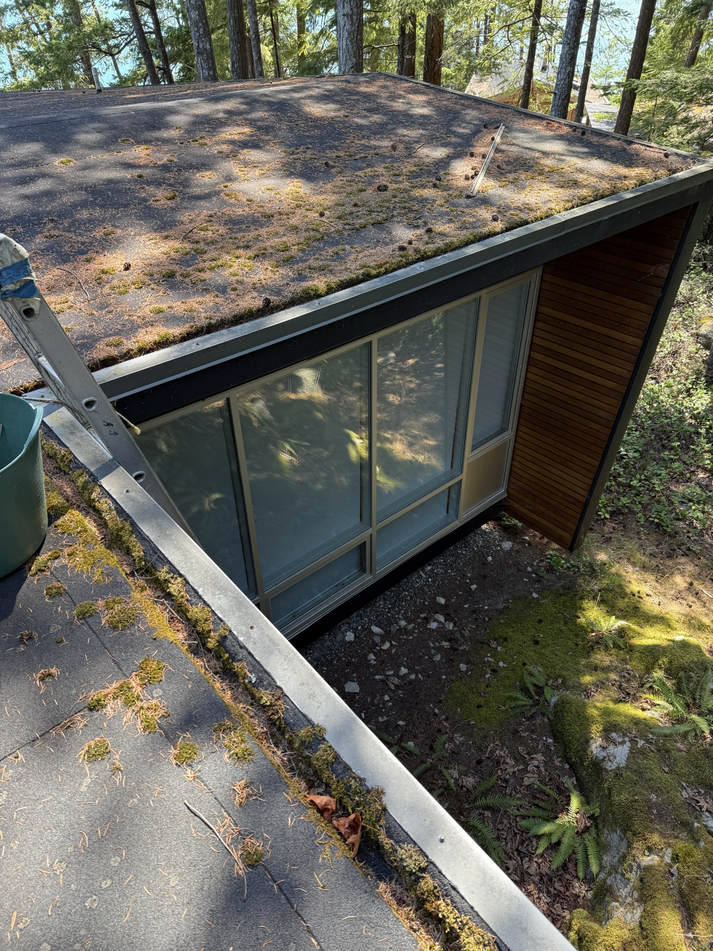 Before moss removal 1